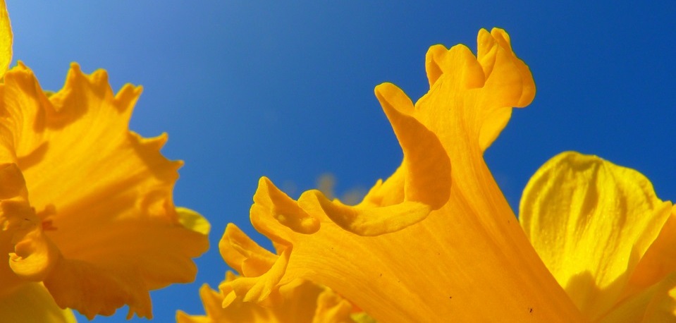 OPZOMERWEEK